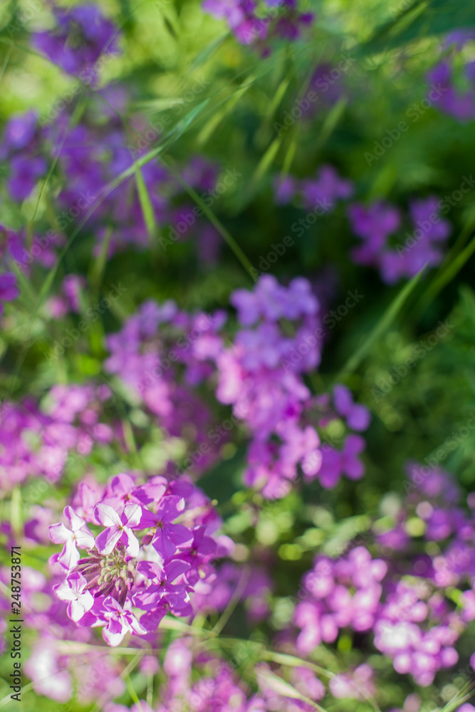 Blooming pink lilac flowers Blooming pink lilac flowers