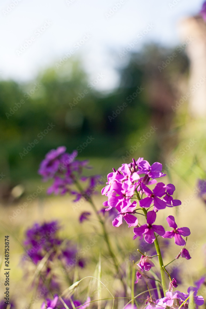 Obraz premium Blooming pink lilac flowers