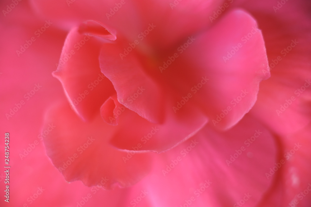 delicate rose petals