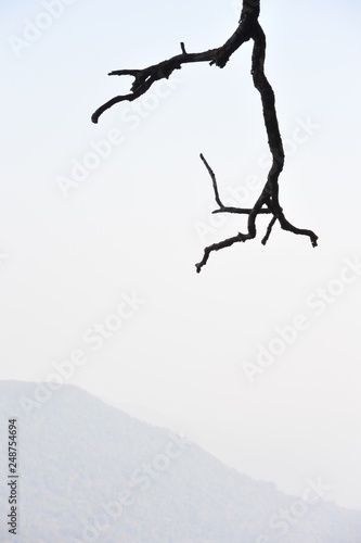 Minimalist branch silhouette on a grey-white sky