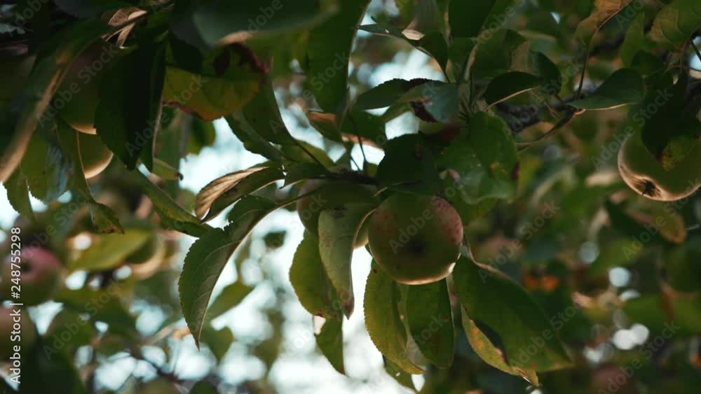 Slow motion woman hands stretches and breaks apples on the branch agriculture food fresh fruit garden nature summer tree harvest health organic sun vitamins leaf plant growth eat farm sunlight meadow Slow motion woman hands stretches and breaks apples on the branch agriculture food fresh fruit garden nature summer tree harvest health organic sun vitamins leaf plant growth eat farm sunlight meadow