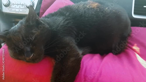 Cat sleeping while traveling in car photo