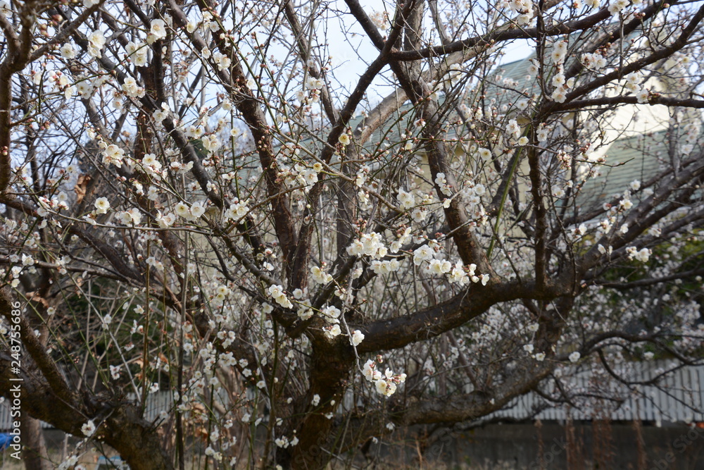White Japanese plum blossom flowers White Japanese plum blossom flowers