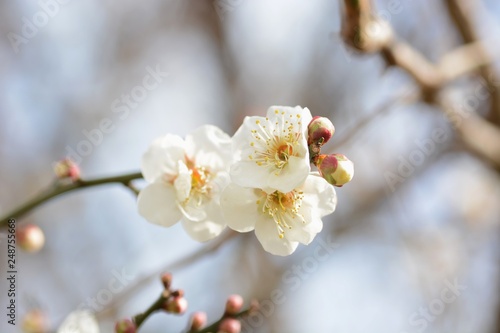 White Japanese plum blossom flowers