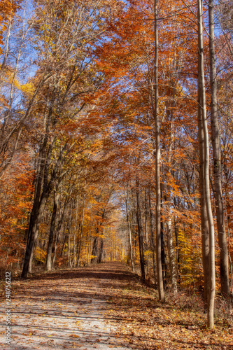 autumnal road 2