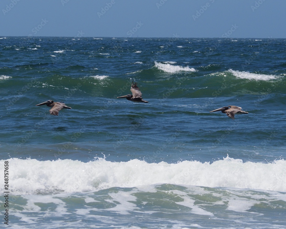 Fototapeta premium Brown pelicans fly over Pacific Ocean