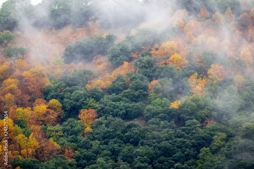Green and golden trees of wild forest with flowing cloud of haze above 