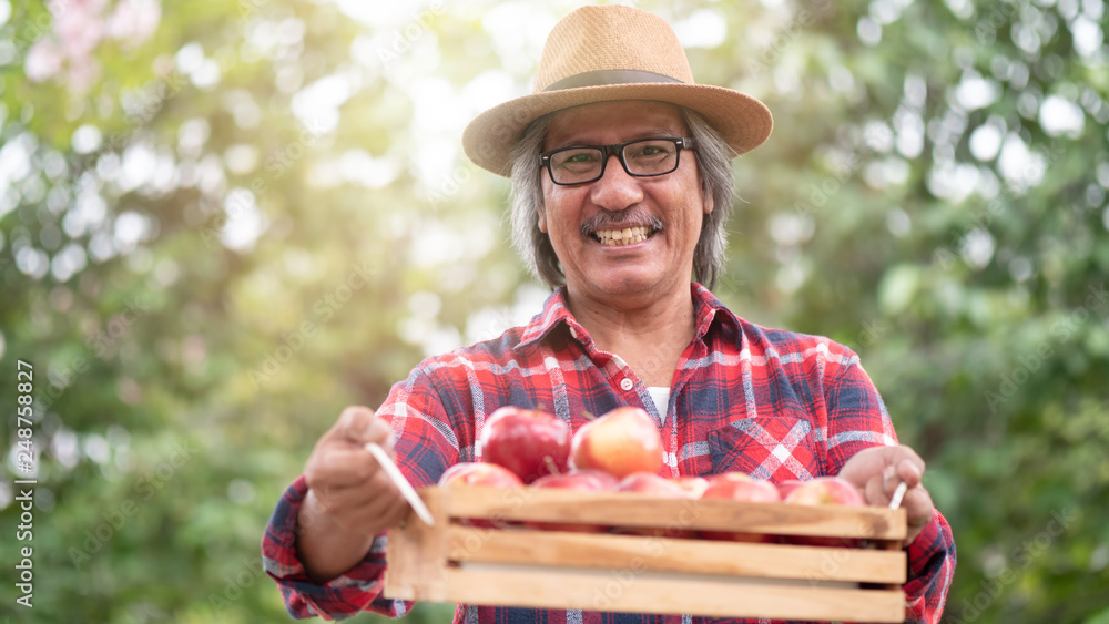 Senior Asian man with freshly harvested apples in wooden box. .agricultural productivity. He owner of the Orchard, Fruit garden ideas. Lifestyle, Happy, free time after retirement.