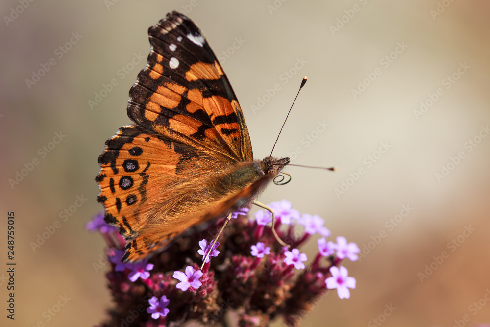 Obraz premium painted lady