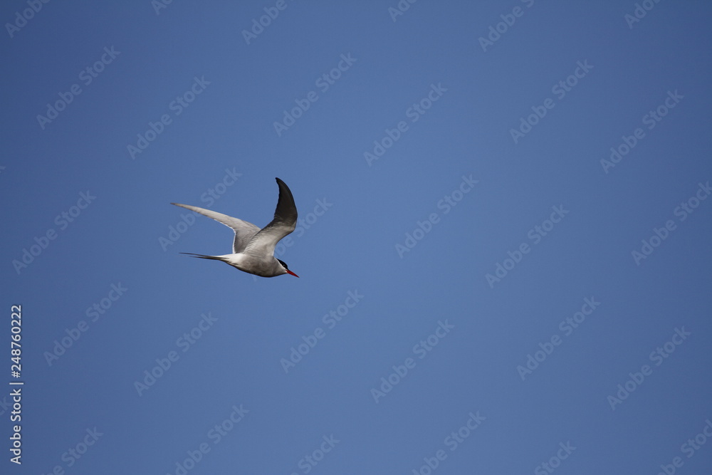 Arctic Tern, Sterna paradisaea, flying around searching for food Arctic Tern, Sterna paradisaea, flying around searching for food