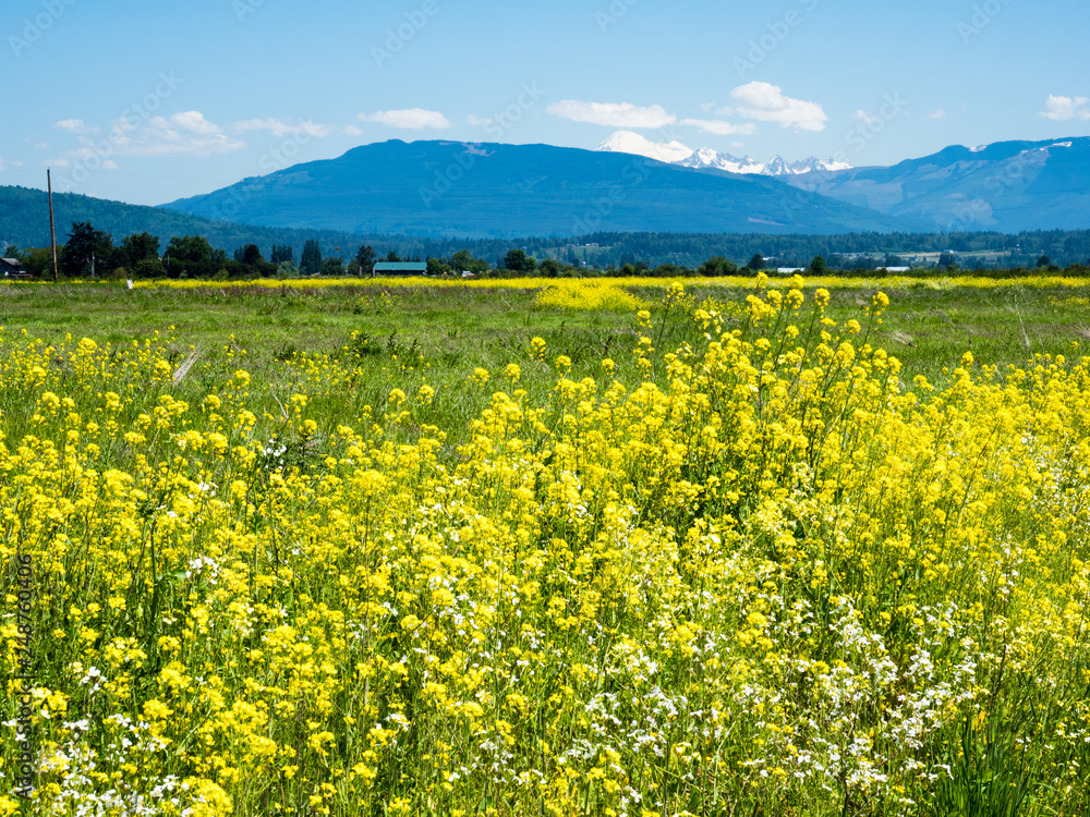 Summer in Skagit Valley, WA, with canola flowers blooming on the fields