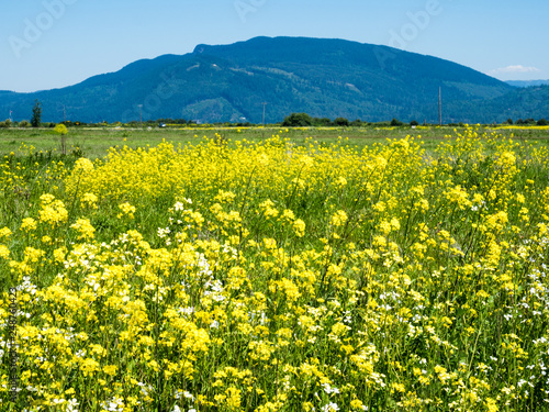 Summer in Skagit Valley, WA, with canola flowers blooming on the fields