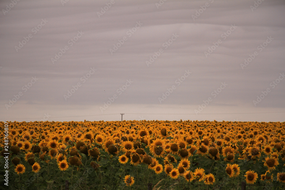 Obraz premium campo de girasoles con cielo gris 