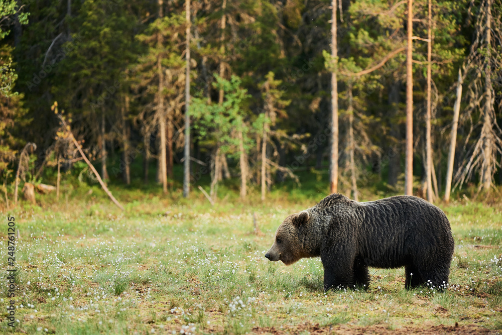 Brown bear (Ursus arctos) in the forest Brown bear (Ursus arctos) in the forest