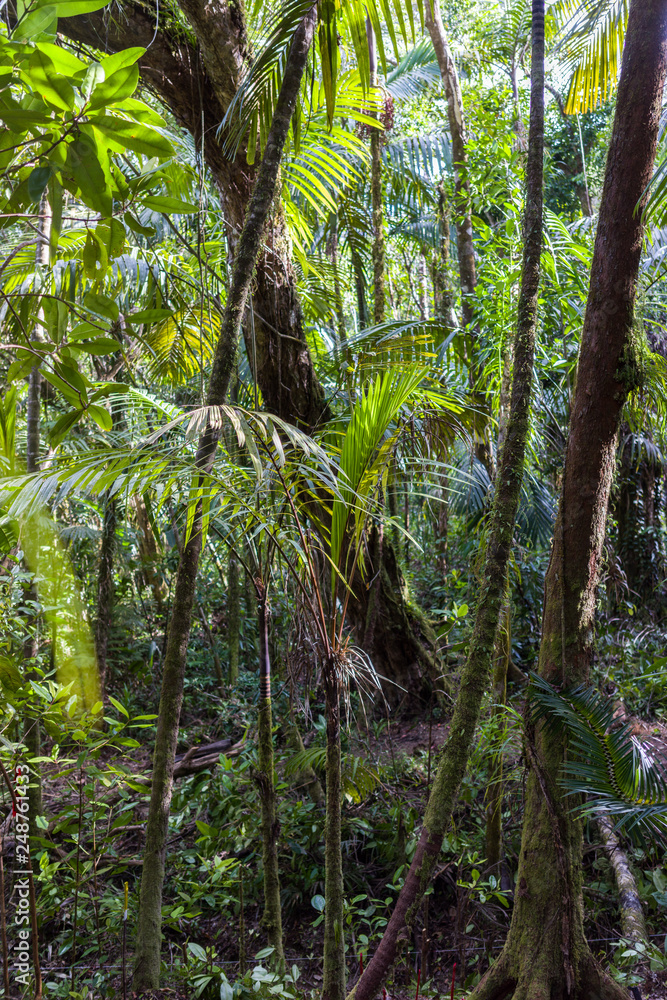 Palau jungle Palau jungle