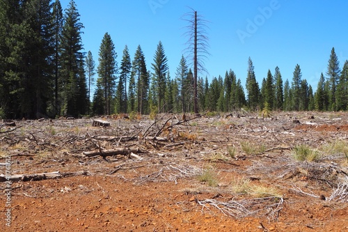 Clearcutting in Northern California by Sierra Pacific Industries in Plumas County