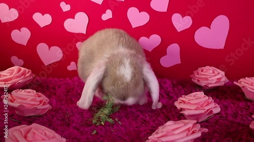 Valentine valentine s day cute pet animal rabbit lop concept
