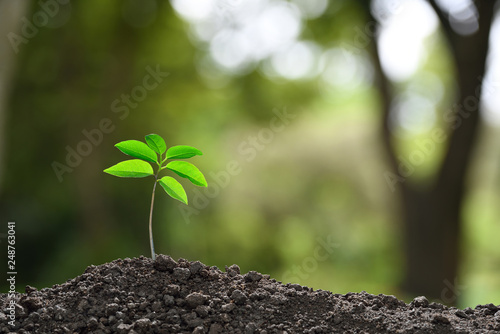 Green sprout growing out from soil on nature background