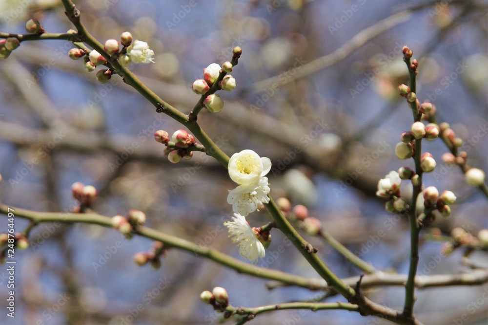 梅の花と蕾
