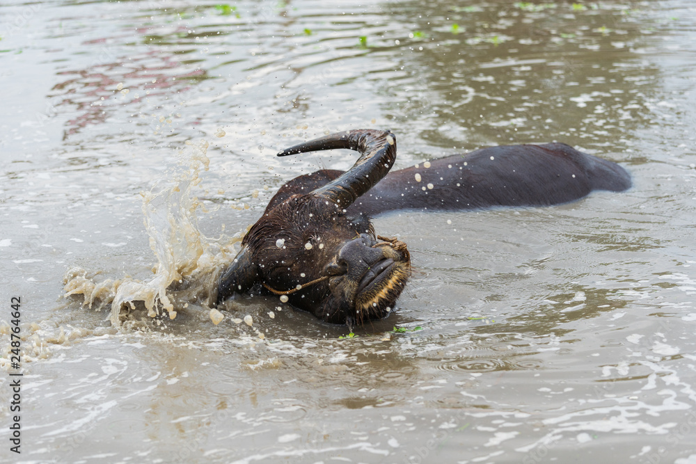 Fototapeta premium water buffalo playing water splashing in pond