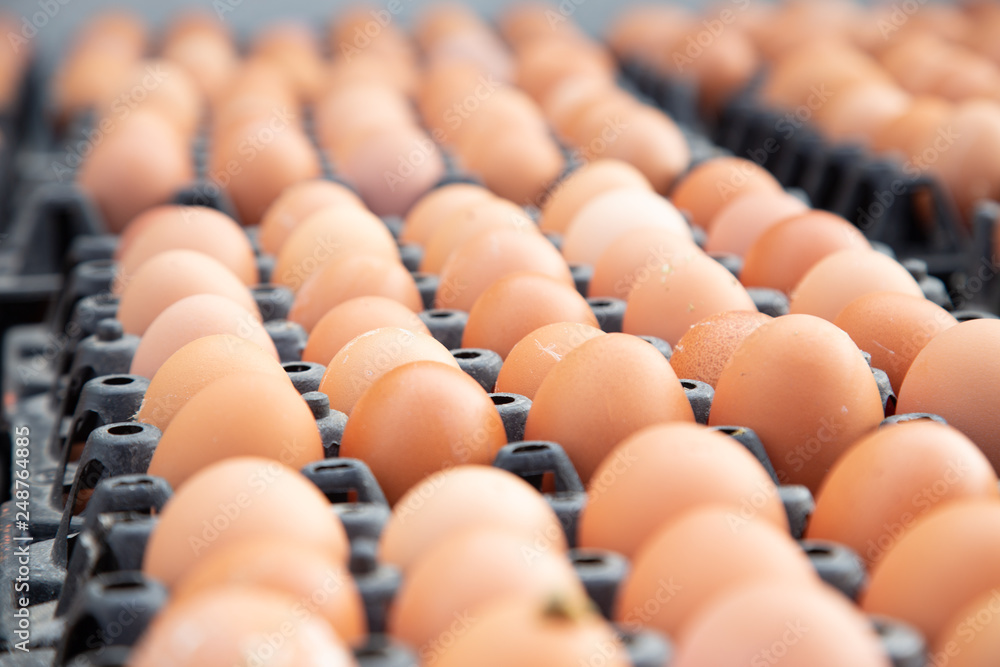 Egg panels arranged on a chicken farm