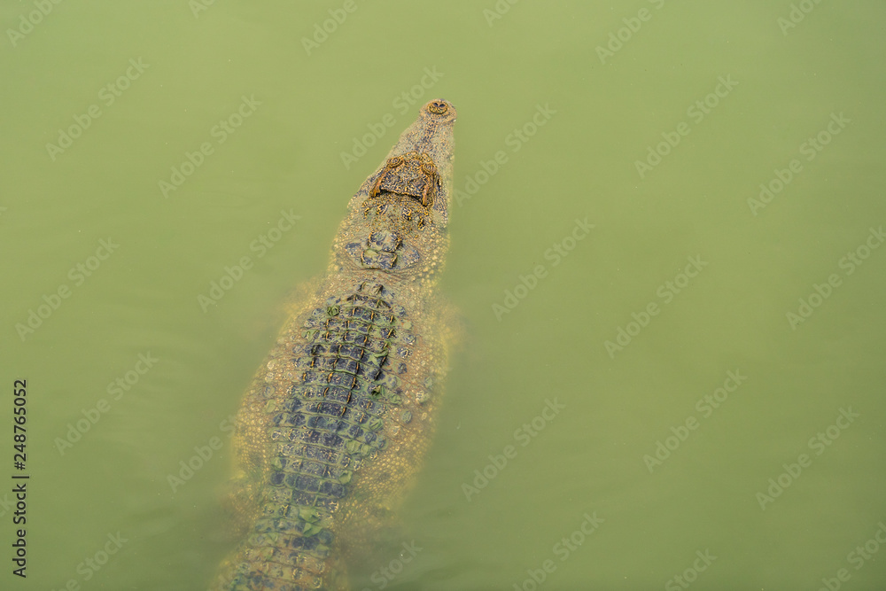 Obraz premium crocodile swimming in water