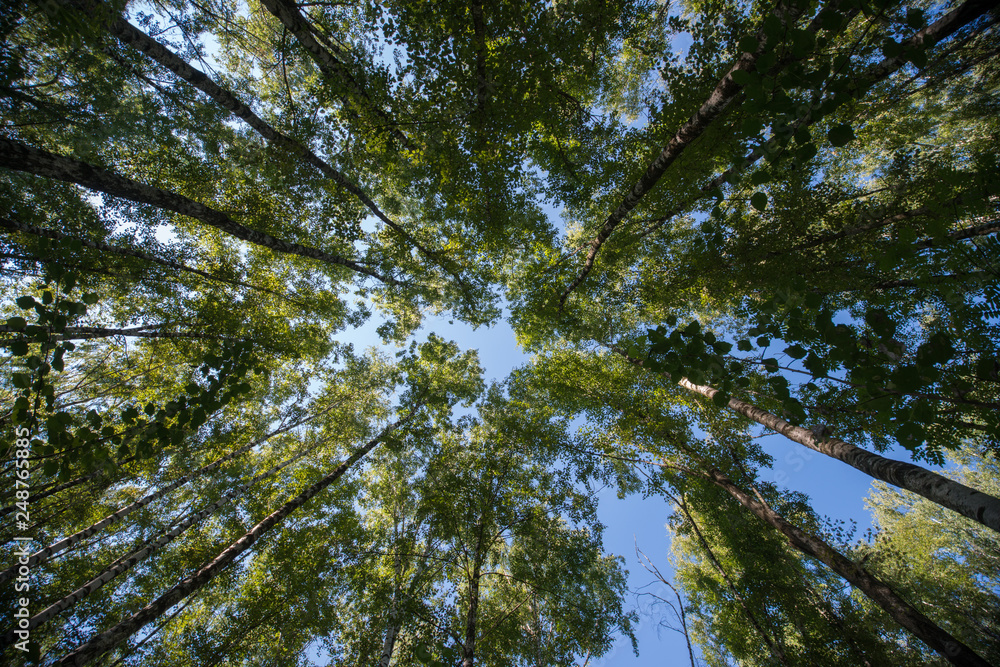 Fototapeta premium Looking up in Forest - Green Tree branches nature abstract