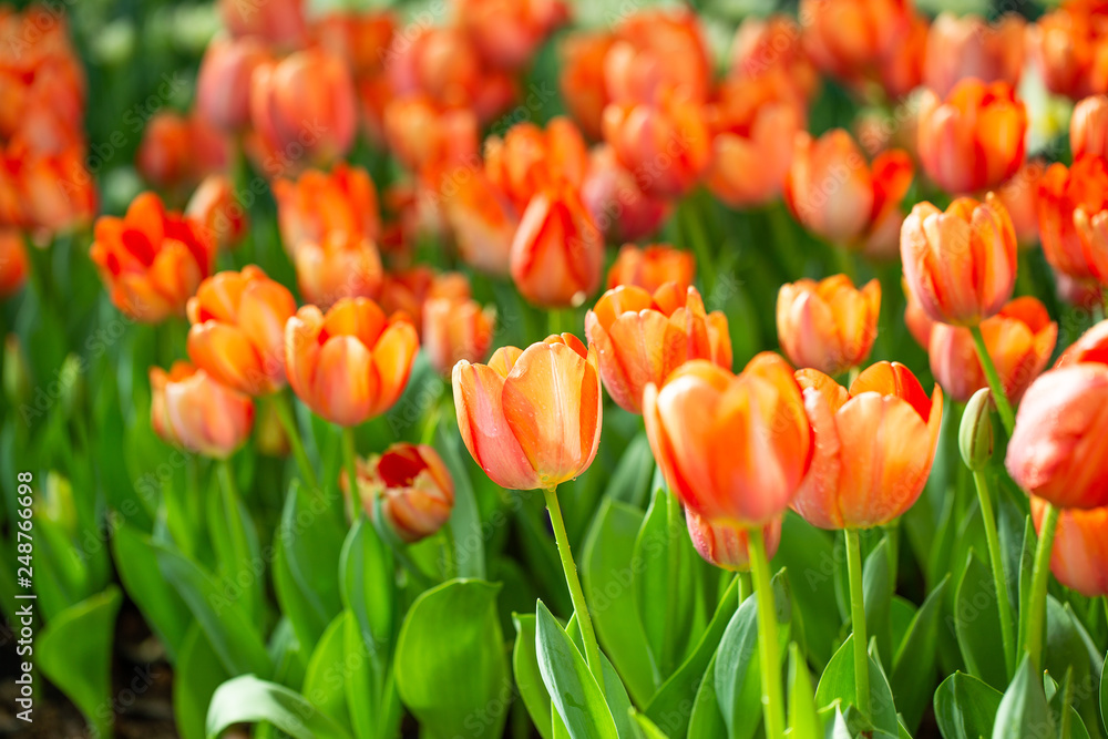 Obraz premium Orange tulip flower garden