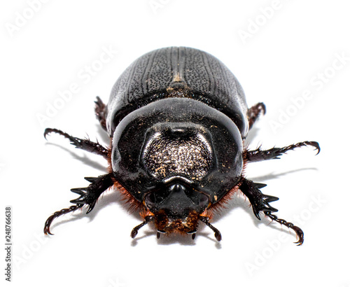 Closeup shot of Female Rhinoceros beetle isolated on white background,Xyloryctes jamaicensis.