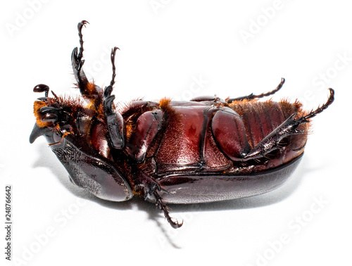 Closeup shot of Female Rhinoceros beetle isolated on white background,Xyloryctes jamaicensis.