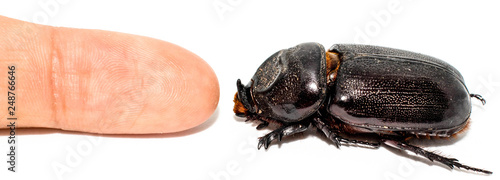 Closeup shot of Female Rhinoceros beetle compared size with human finger isolated on white background,Xyloryctes jamaicensis.
