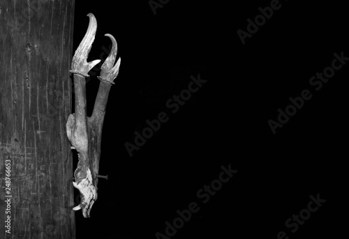 Black and white deer's skull hanged on wooden wall on black background.