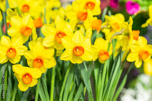 Fototapeta Naklejka Na Ścianę i Meble -  Yellow Narcissus monal, Daffodils monal