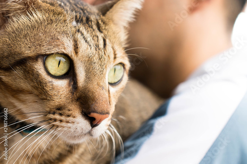 Thai domestic cat is being hugged by someone.