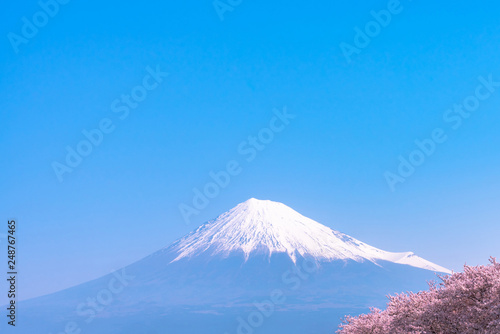 Mount Fuji   Mt. Fuji   with full bloom beautiful pink cherry blossoms flowers   sakura   in springtime sunny day with blue sky natural background