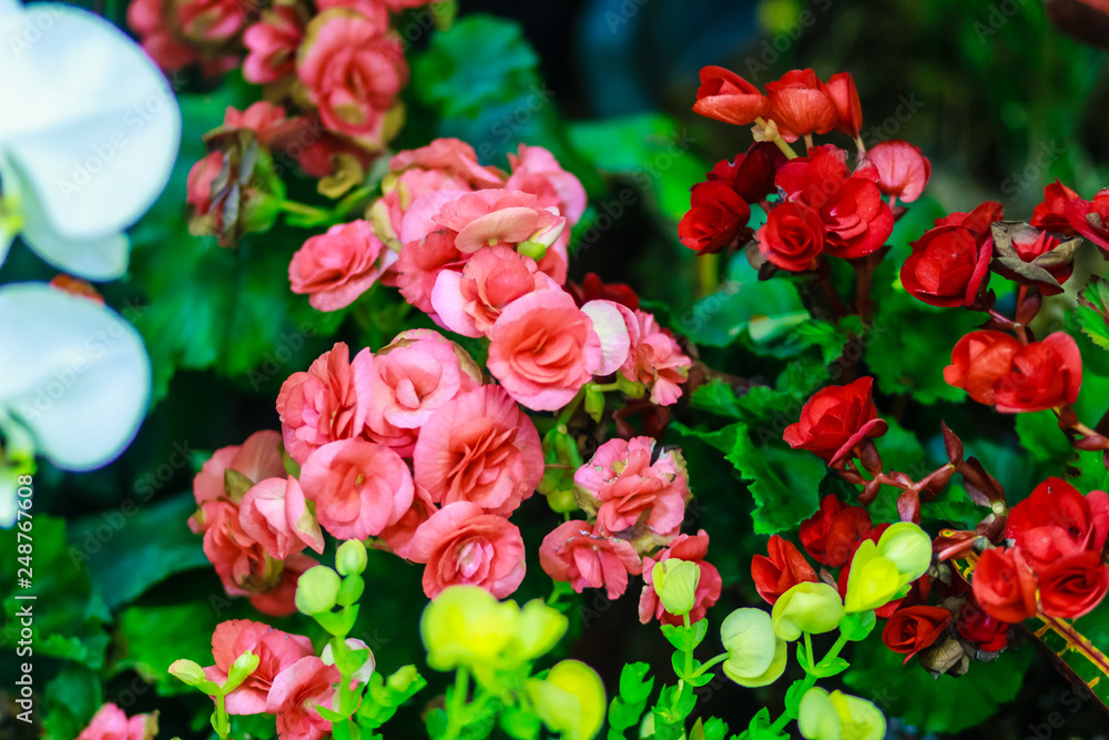 Beautiful Kalanchoe Calandiva flowers at night market. Shot in high ISO with grain Beautiful Kalanchoe Calandiva flowers at night market. Shot in high ISO with grain