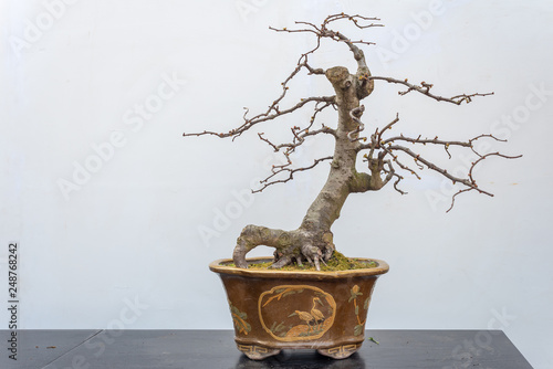 Chaenomeles bonsai tree on a wooden table againt white wall in Baihuatan public park, Chengdu, Sichuan province, China photo