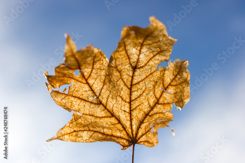 autumn leaf on blue sky background