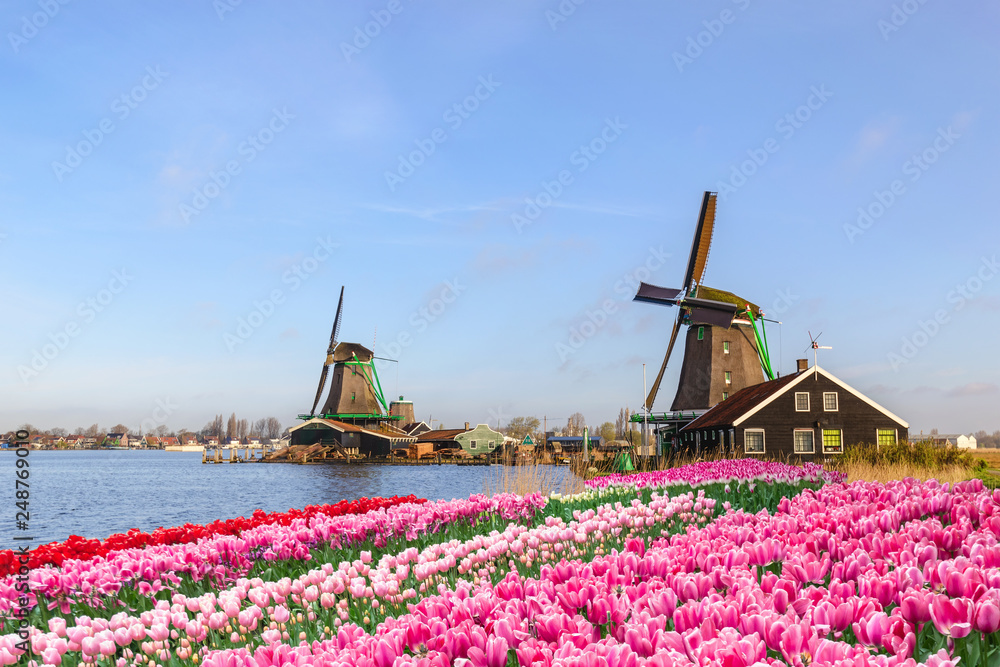 Amsterdam Netherlands, Dutch Windmill and traditional house at Zaanse Schans Village with tulip field