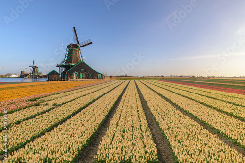 Amsterdam Netherlands, Dutch Windmill and traditional house at Zaanse Schans Village with tulip field