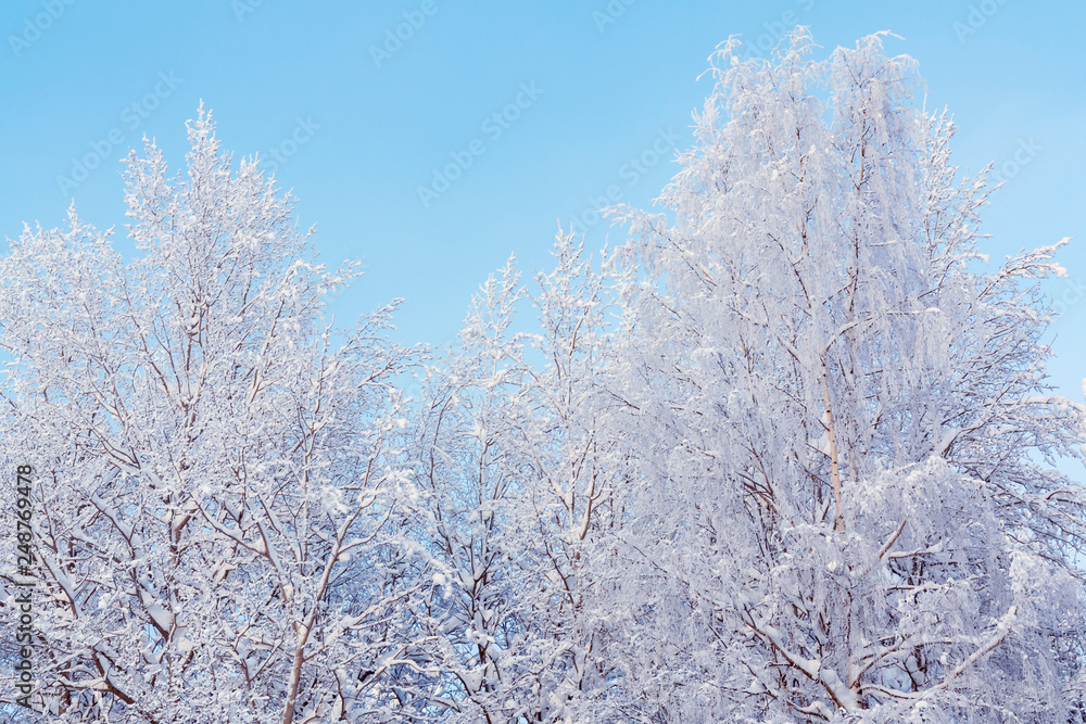 Trees covered with snow and frost in the winter forest against the blue sky Trees covered with snow and frost in the winter forest against the blue sky