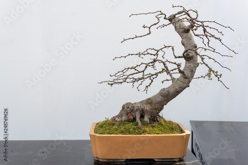 Chaenomeles bonsai tree on a wooden table againt white wall in Baihuatan public park, Chengdu, Sichuan province, China photo