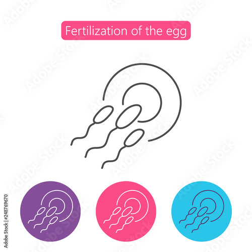 Sperm fertilizing egg cell