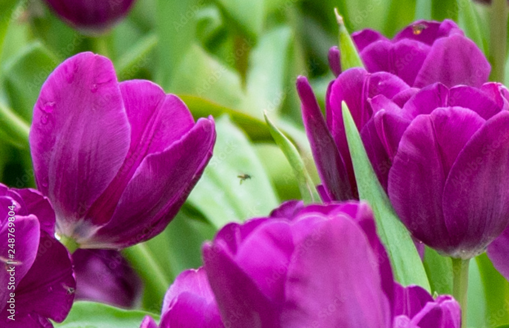 Obraz premium pink tulips in the garden