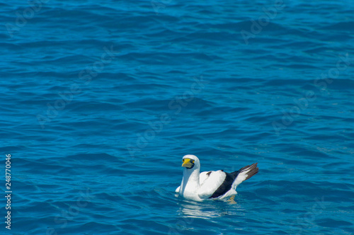 Seabird in the sea of ​​Abrolhos