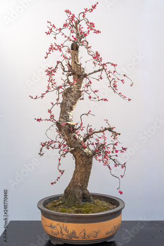 Red plum bonsai tree on a wooden table againt white wall in Baihuatan public park, Chengdu, Sichuan province, China