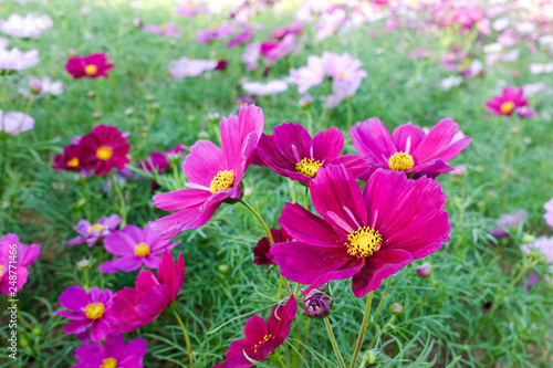 Sulfur Cosmos Flower in the garden