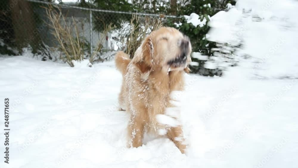 Golden retriever dog playing in the snow Golden retriever dog playing in the snow
