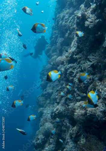 Tropical Butterflyfish Swim along Coral Reef Wall with Diver