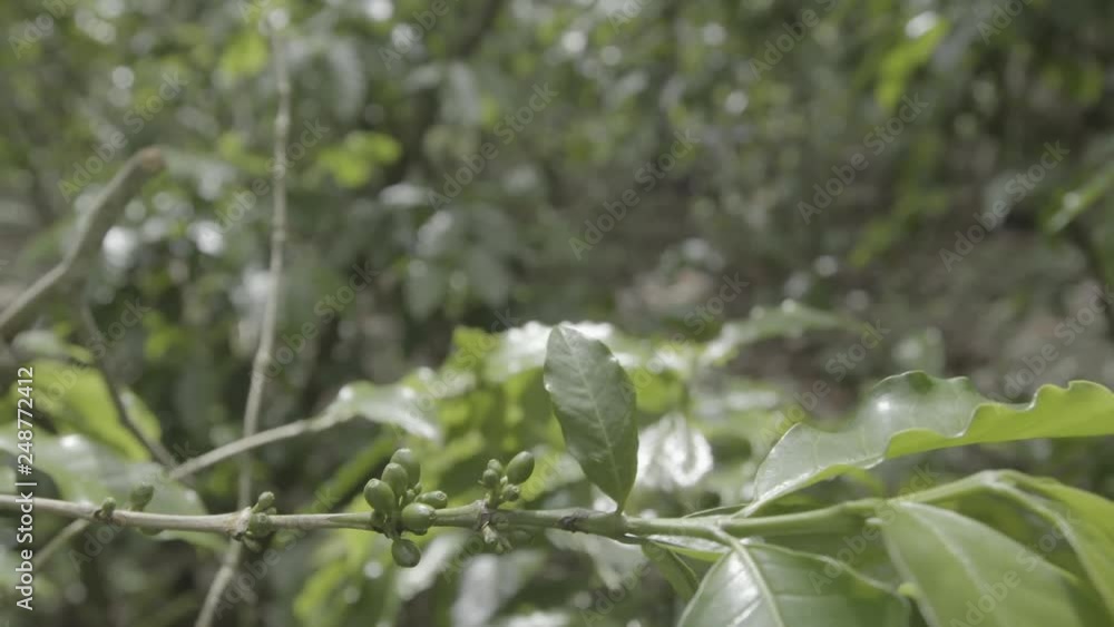 Panning Across Coffee Forest